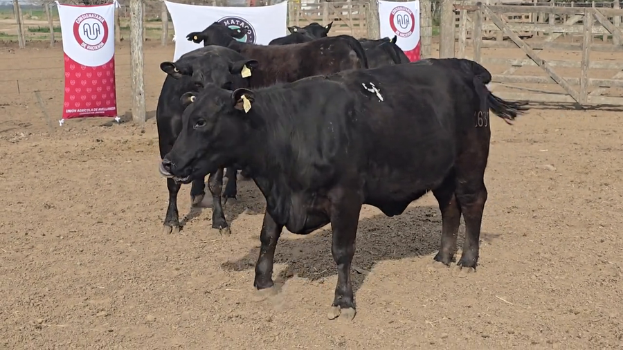 Lote Vacas de El Mataco