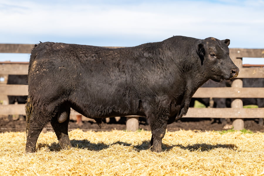 Lote Toro PC