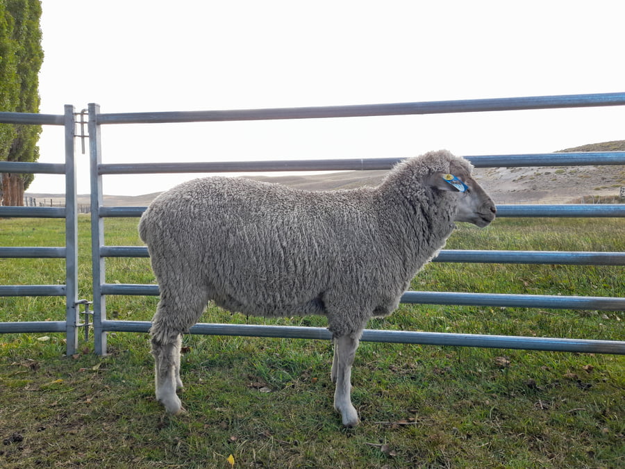 Lote Carnero TOP, 21-1409