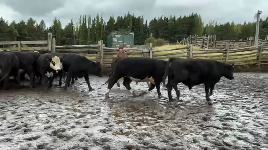 Lote 40 Novillo Engorda en Coyhaique, XI Región Aysén