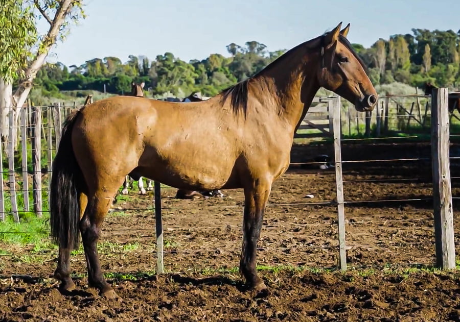 Lote Malpintado Bodeguero