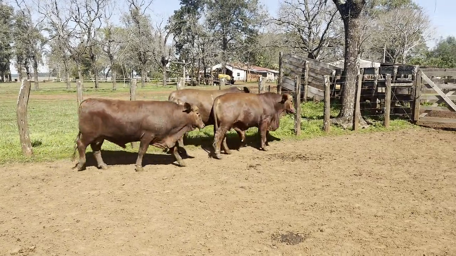 Lote Toros Brangus de "San Simon"