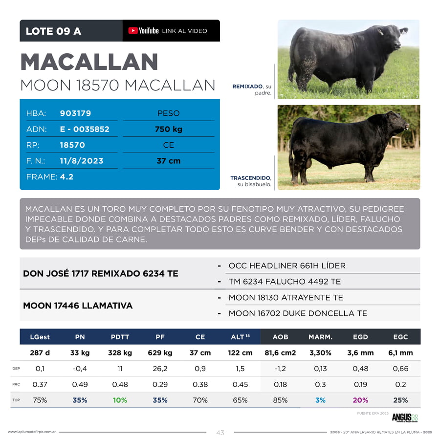 Lote RP 18570 - TOROS PP ELITE