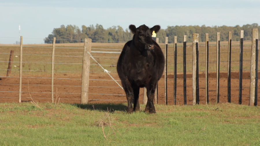 Lote VAQUILLONAS PURAS DE PEDIGREE