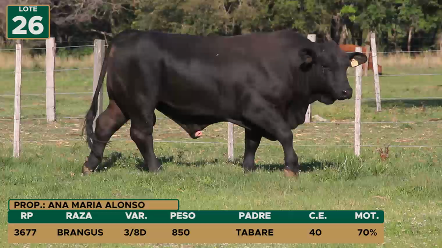 Lote TOROS LOTE 26