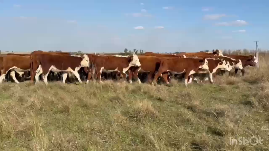 Lote 75 Terneros/as en Corrientes, Mercedes