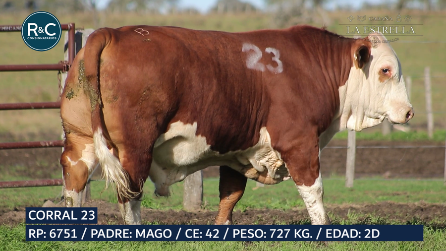 Lote Toro Braford