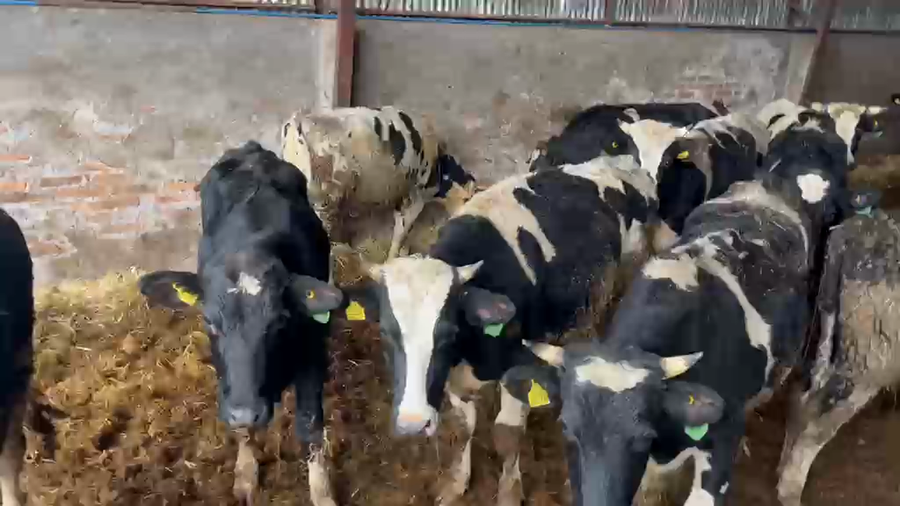 Lote 56 Novillo Engorda en Vilcún, IX Región Araucanía