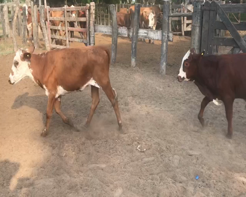 Lote 75 Terneros/as en Bella Vista, Corrientes