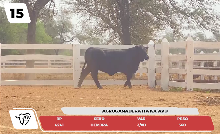 Lote LOTE 15- JUNIOR