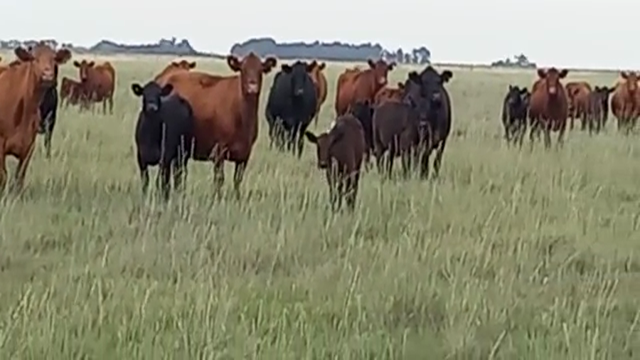 Lote 70 Terneros en Buenos Aires, Guaminí