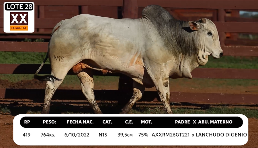 Lote LOTE 28