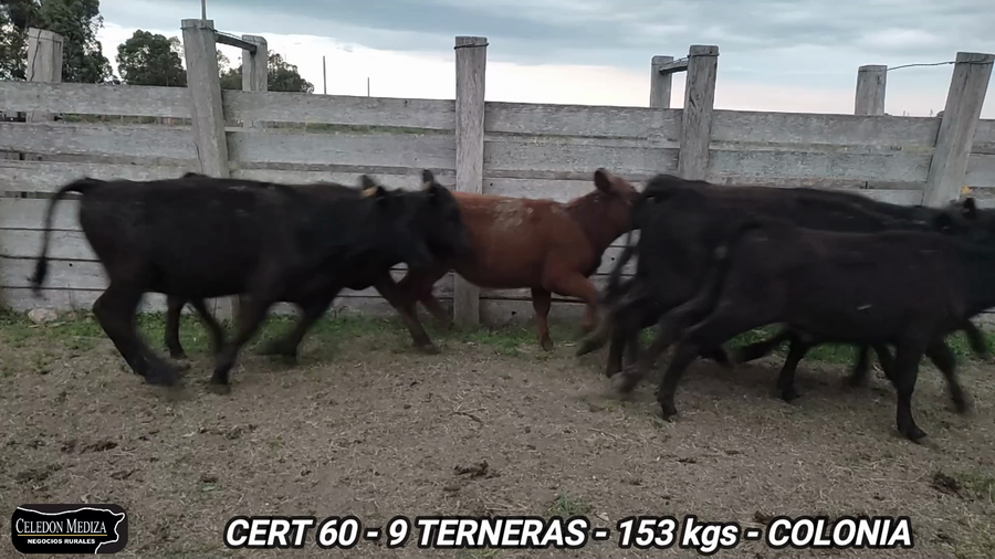 Lote 9 Terneras en Colonia