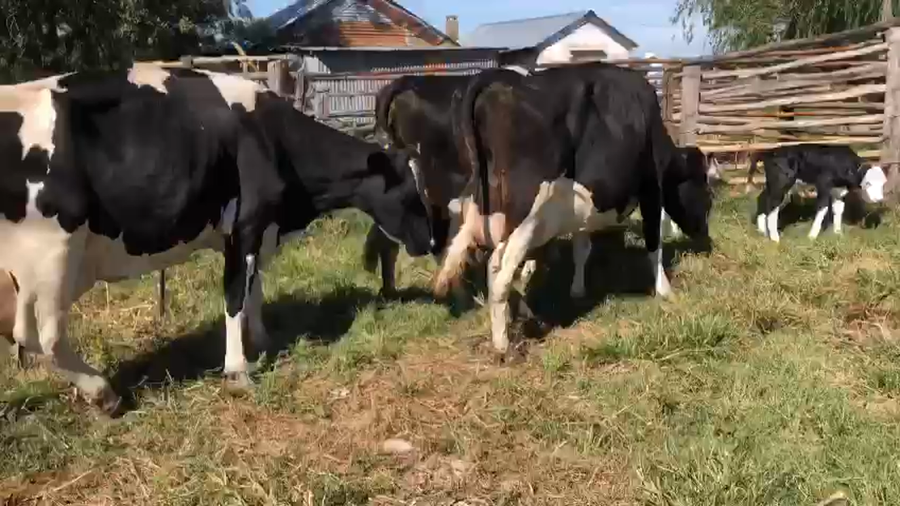 Lote 3 vacas recien paridas holando