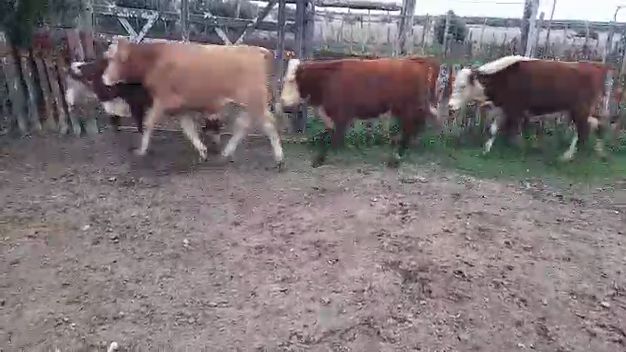 Lote 44 Novillitos