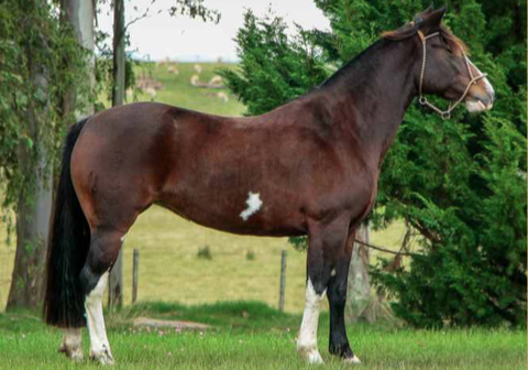 Lote FACCION DE LA COLINA