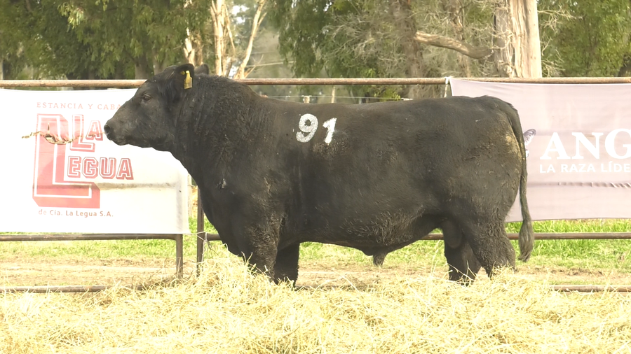 Lote TOROS ANGUS NEGROS  PC