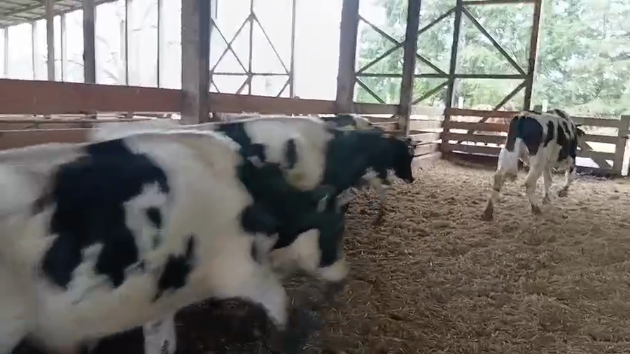 Lote 40 Novillo Engorda en Osorno, X Región Los Lagos