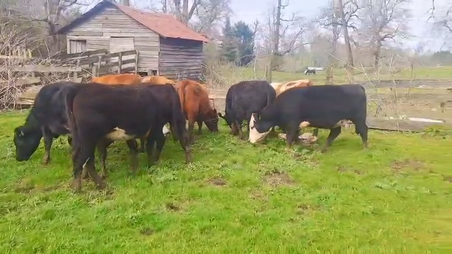 Lote 23 Vaquilla Engorda en Frutillar, X Región Los Lagos