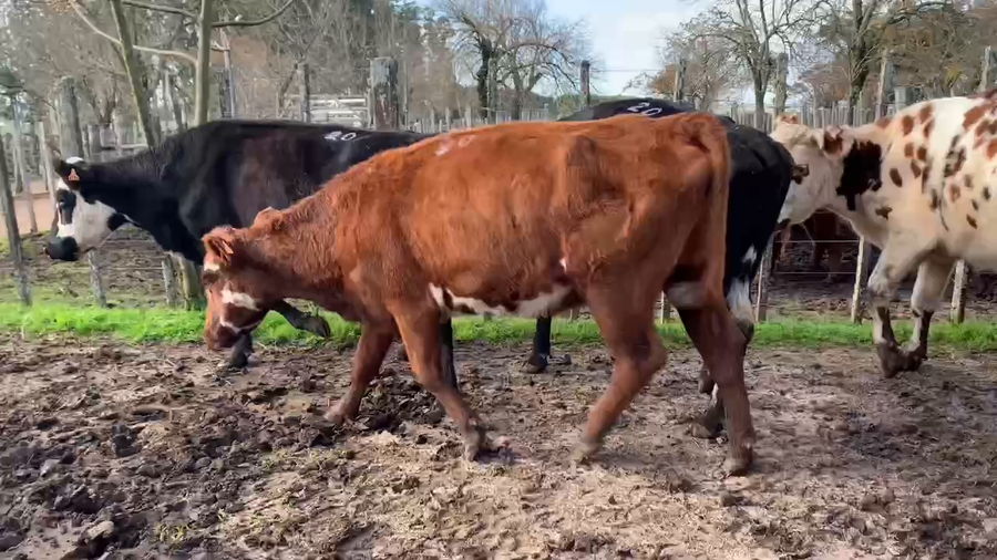 Lote 10 Vacas de Invernada en Melo, Cerro Largo