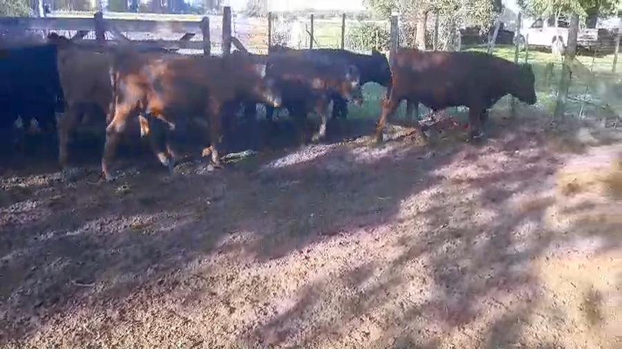 Lote 13 Terneros/as en Gral. Las Heras, Buenos Aires