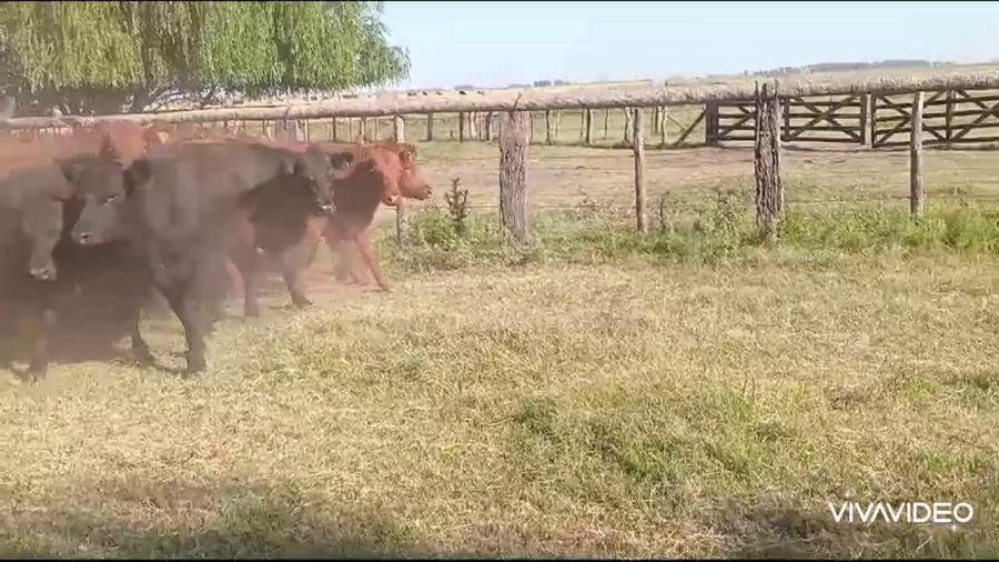 Lote 41 Vaquillonas en Tapalqué, Buenos Aires