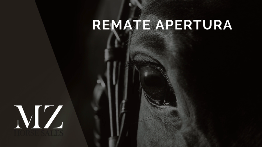 Lote BARZELLETTA (HURRICANE CAT -  BEST VENDIMIA)