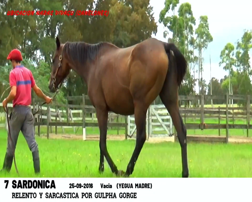 Lote SARDONICA