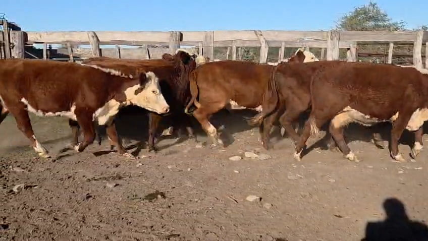 Lote 32 Vacas de invernar