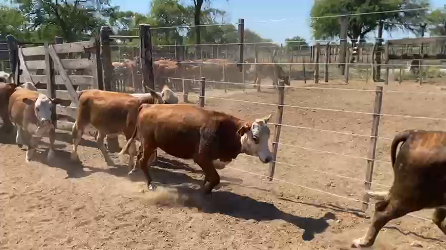 Lote 200 Terneros/as