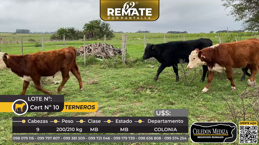 Lote 9 Terneros en El Cuadro, a 25 km de Miguelete Colonia