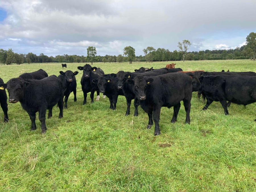 Lote 53 Novillo Engorda en Puerto Varas, X Región Los Lagos