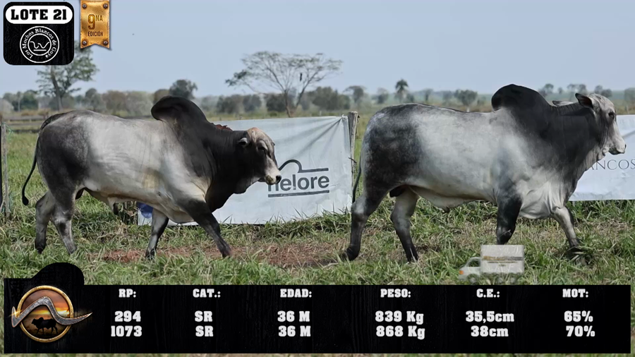 Lote LOTE 21