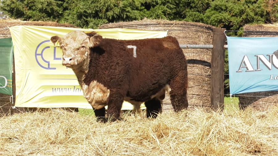 Lote TOROS P. HEREFORD PURO REGISTRADO