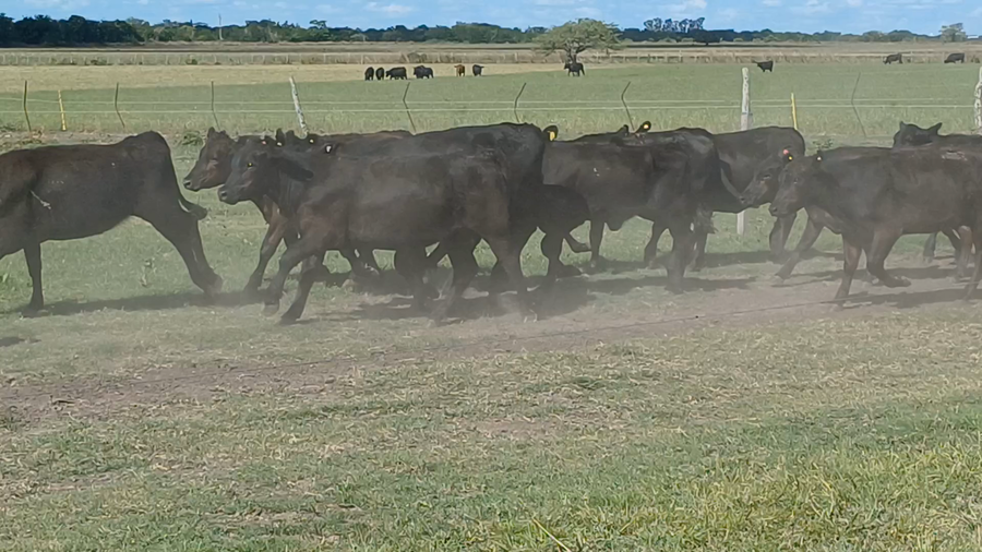 Lote 120 Terneras en Villaguay, Entre Ríos