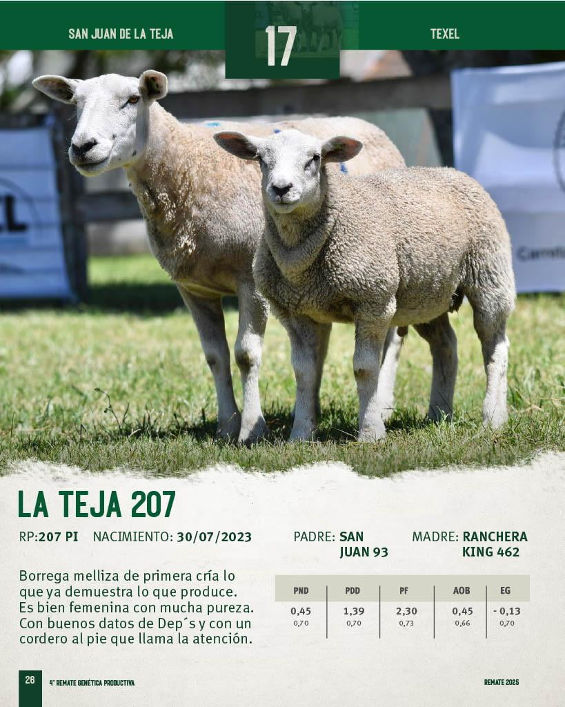 Lote Borregas a remate en 4º Genetica Productiva, San José