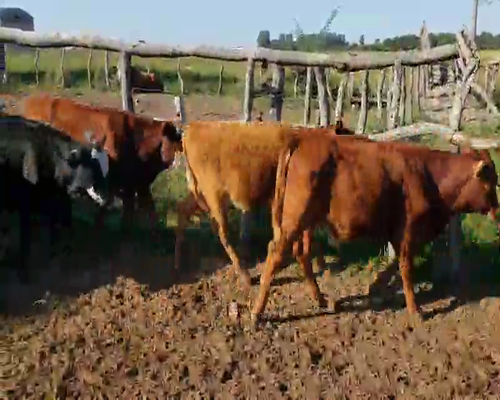 Lote 72 Terneros en San Roque, Corrientes