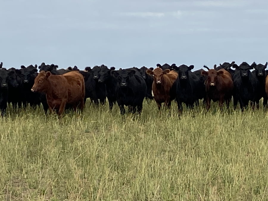 Lote 100 Vaquillonas P/ entorar en Winifreda, La Pampa