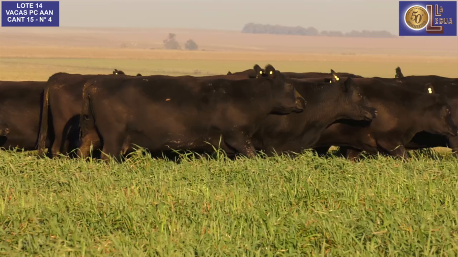 Lote VACAS  ANGUS NEGRAS   P. CONTROLADAS C/ GTIA DE PREÑEZ