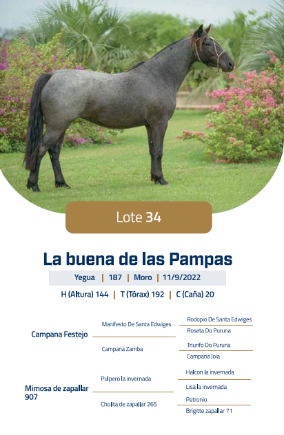 Lote LOTE 34