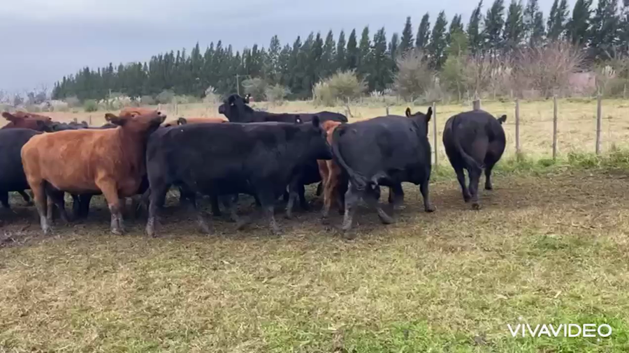 Lote 18 Vacas