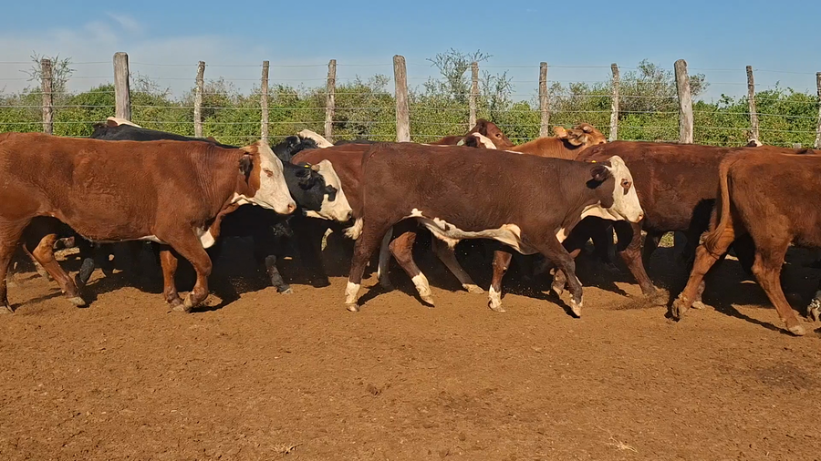 Lote 76 Novillitos en Santiago del Estero, Añatuya