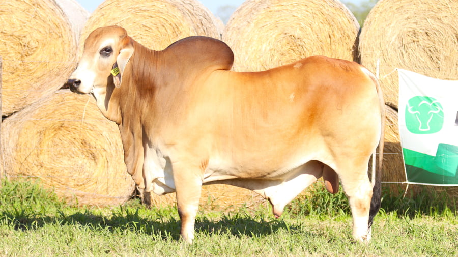 Lote LOTE 48