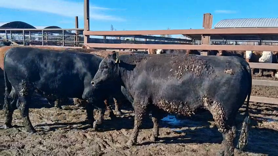 Lote 20 Novillo Gordo en Los Ángeles, VIII Región Biobío