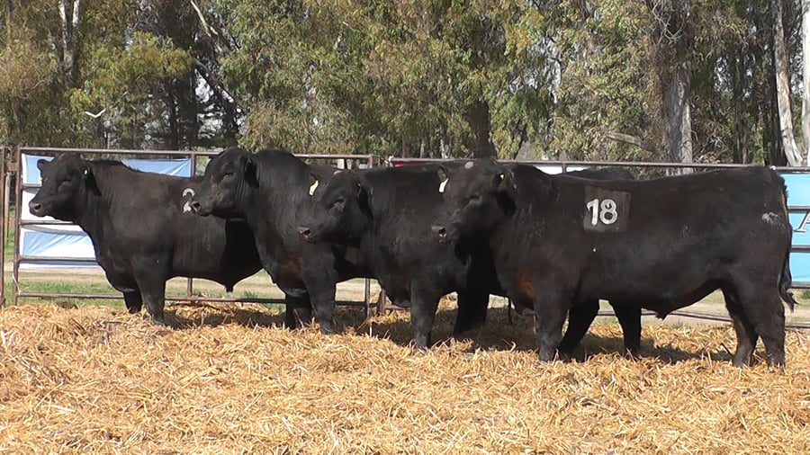 Lote TOROS ANGUS NEGROS PC