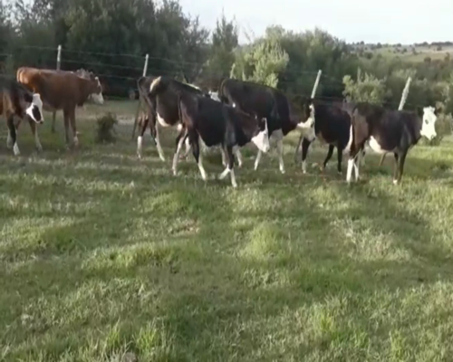 Lote Terneros y Terneras