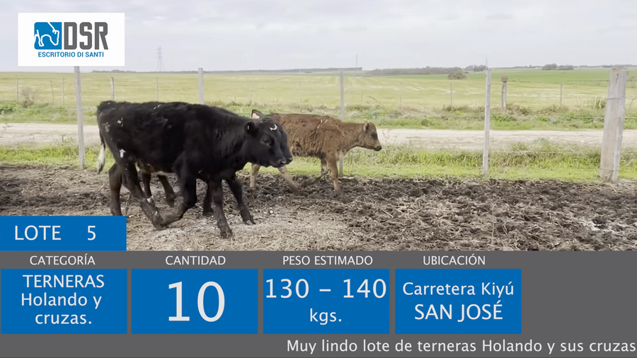 Lote 10 Terneras a remate en Pista y Pantalla - Escritorio Di Santi, Florida