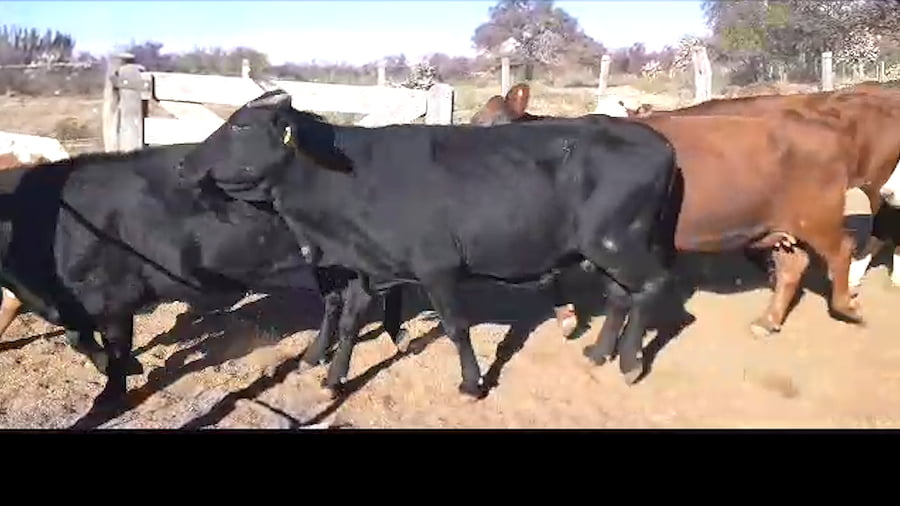 Lote 25 VACAS + 1 TORO