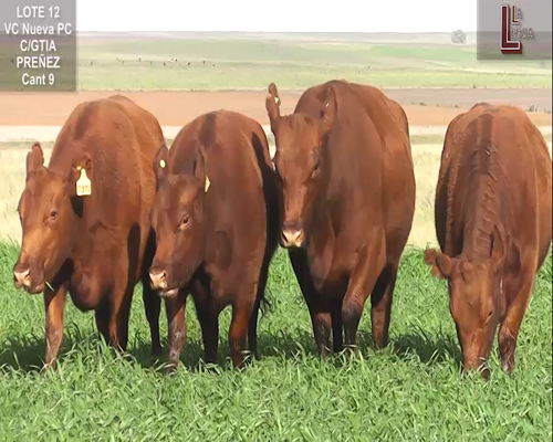 Lote VACAS A. ANGUS COLORADAS NUEVAS  P. CONTROLADAS C/ GTIA DE PREÑEZ