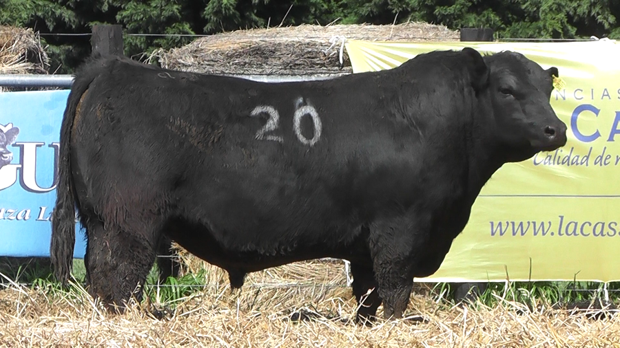 Lote TOROS ANGUS PURO CONTROLADO
